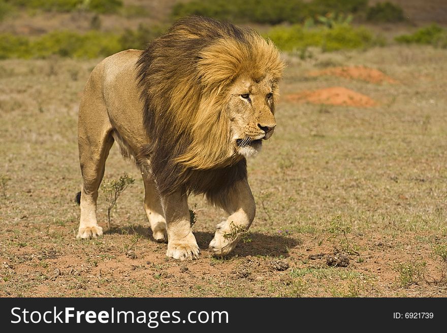 A huge male lion comes really close. A huge male lion comes really close