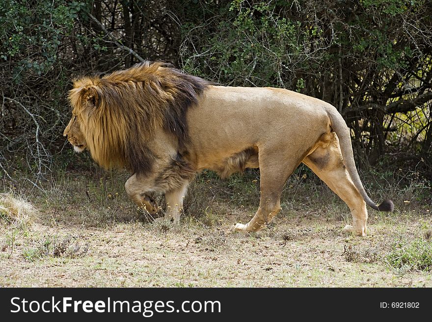 A huge Mature African Male Lion walks past the photographer. A huge Mature African Male Lion walks past the photographer