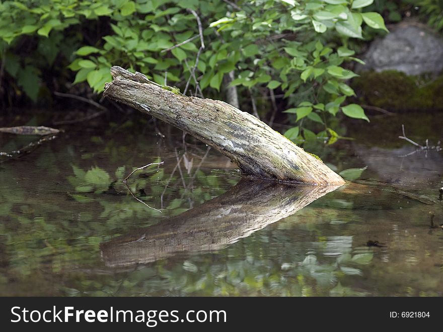 A broken tree in the river.