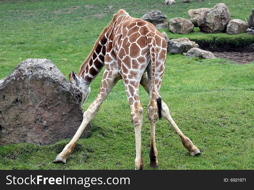Baby giraffe bending down to munch grass. Baby giraffe bending down to munch grass.