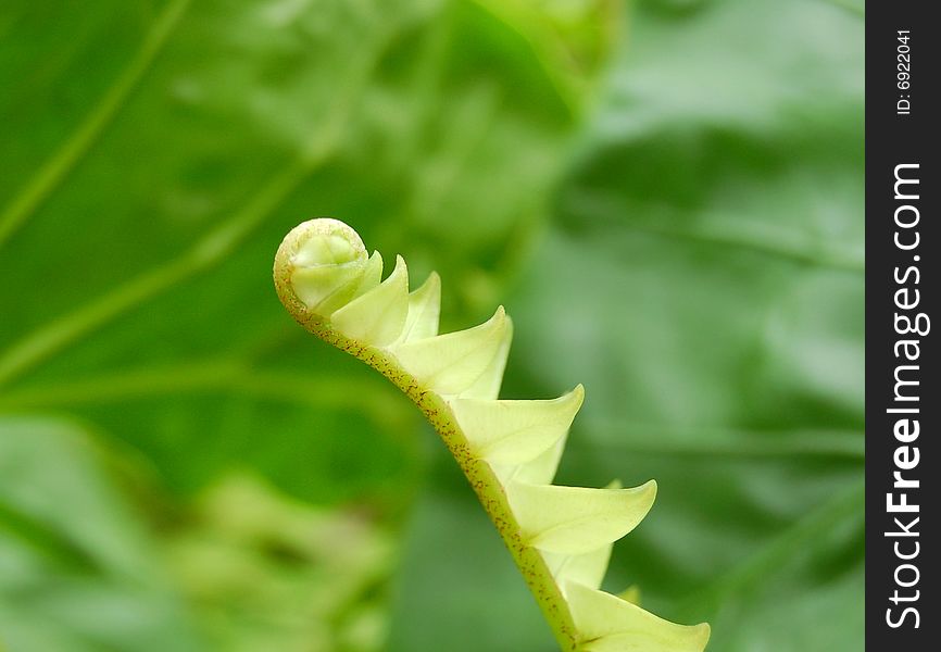 Close up of green fern leaf.