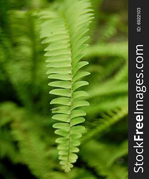 Close up of green fern leaf.