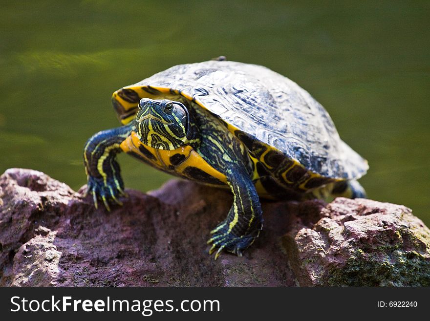 Turtle On Rock