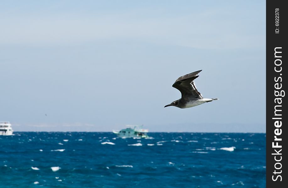 A sea gull flying against a blue sky. A sea gull flying against a blue sky