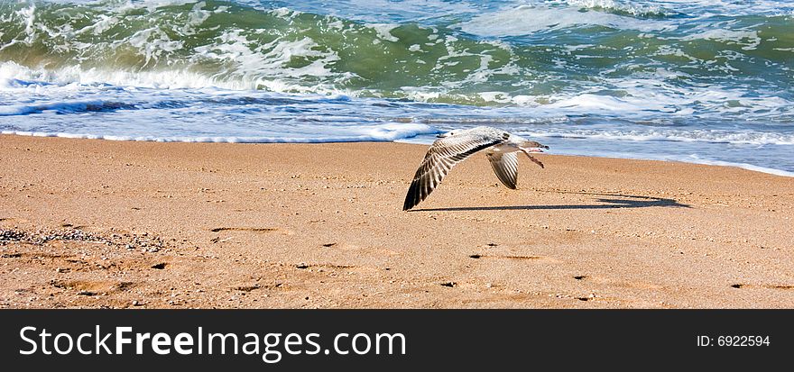 Sea gulls in flight over the sea