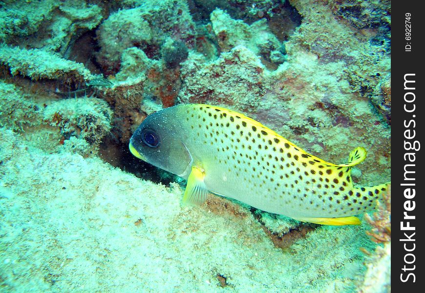 A nice yellow snapper on the reef, Kenya