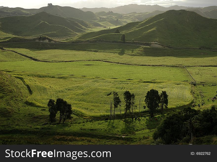 A virgin landscape in the lost world highway, NZ