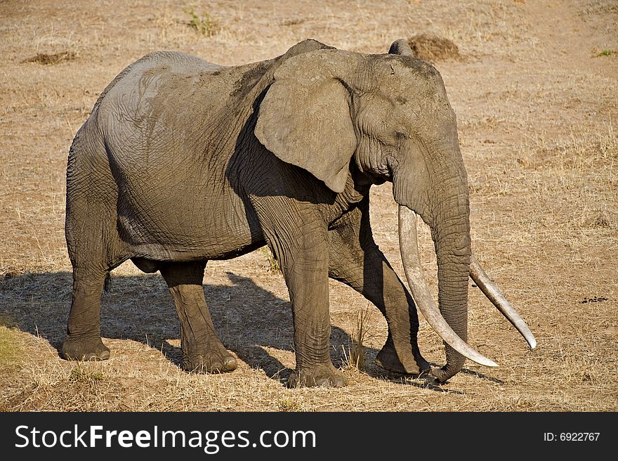 The biggest Elephant in the famous Kruger Park walks past. The biggest Elephant in the famous Kruger Park walks past