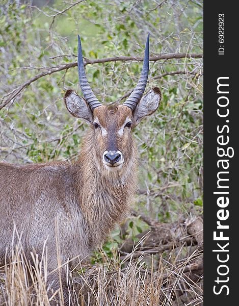 A portrait of a juvenile Waterbuck