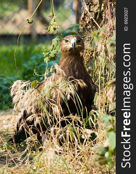 Whiteshoulder sea eagle in the grass (hawk family)