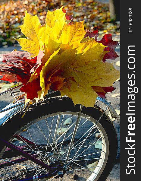 Autumn bouquet on the luggage rack of bicycle. Autumn bouquet on the luggage rack of bicycle.