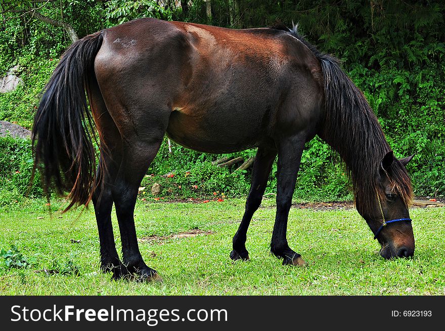 Brown horse eating grass in the field