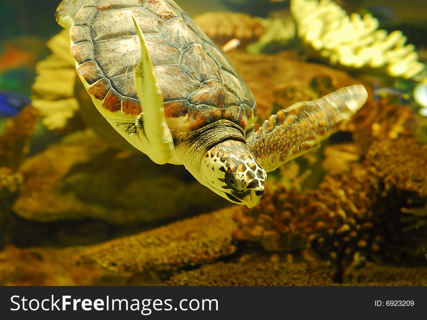 Sea turtle swiming in a reef