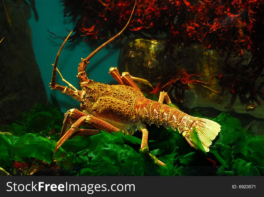 A big red/orange crayfish of a bottom of a tank. A big red/orange crayfish of a bottom of a tank