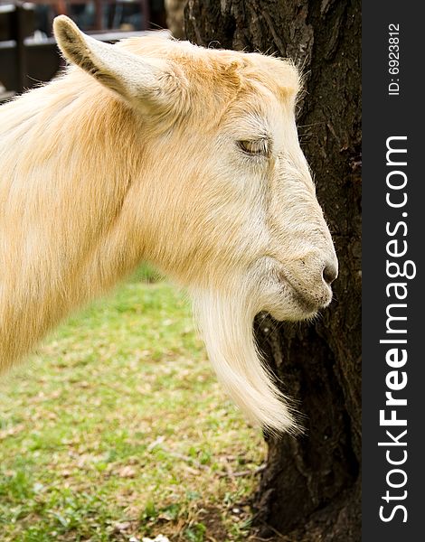 Side portrait of cute domestic male goat
