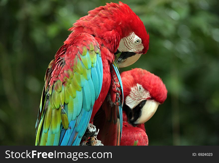 Red Parrots