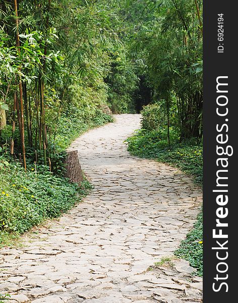 The pavement garden pathway in the bamboo groves.