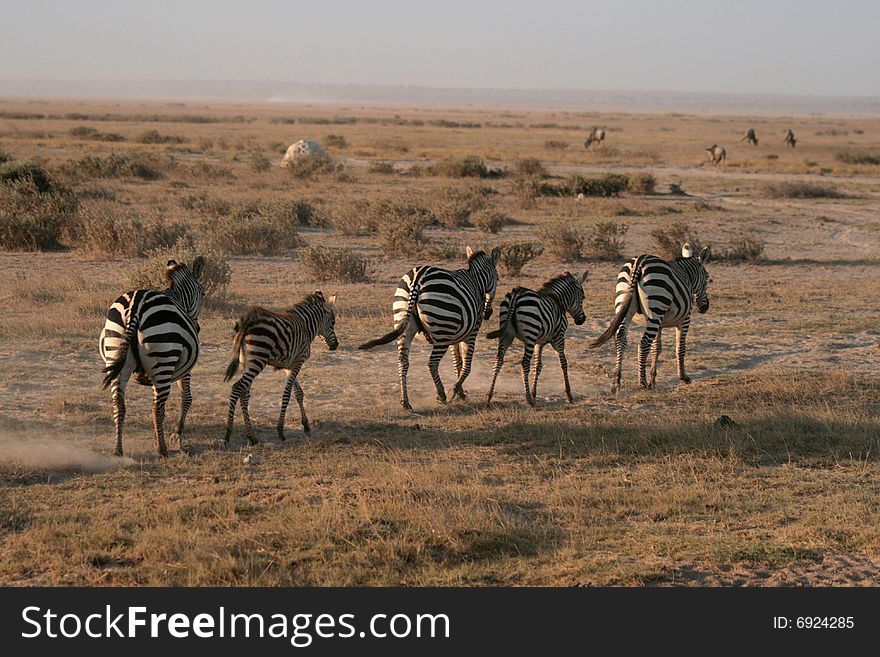 Zebras in Amboseli