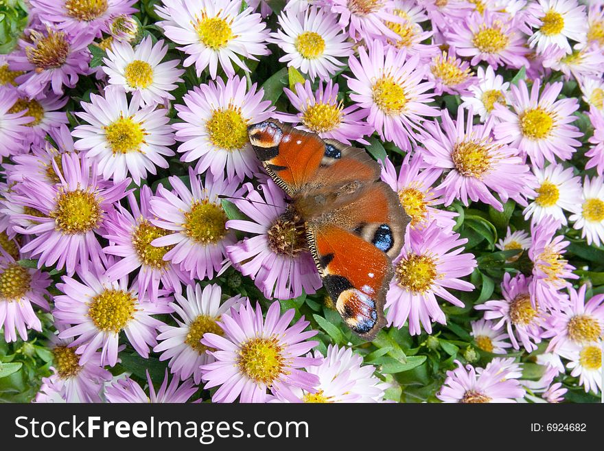 Butterfly on flowers collects floral nectar