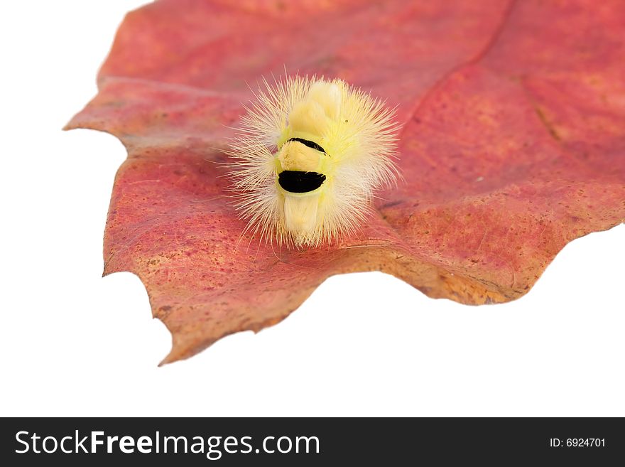 Shaggy caterpillar on red leaf. A close up.