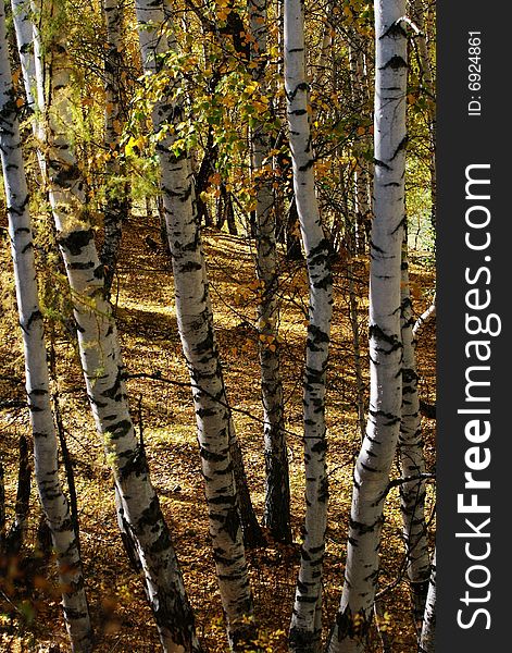 Birch Wood Forest