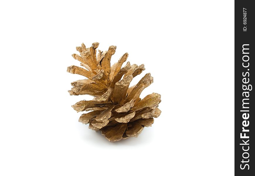 Gold Cone of pine isolated on white background. Gold Cone of pine isolated on white background