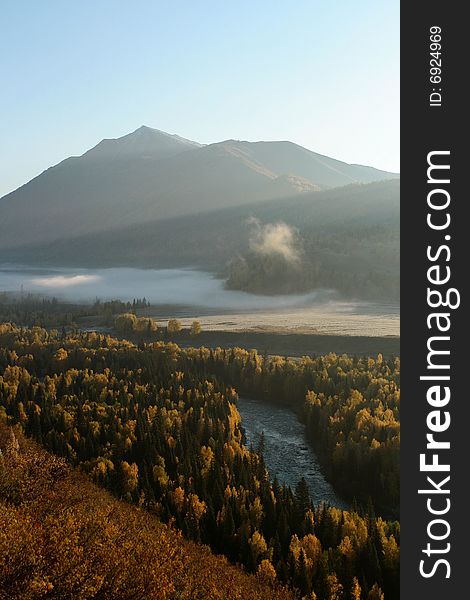 Birch forest with fog