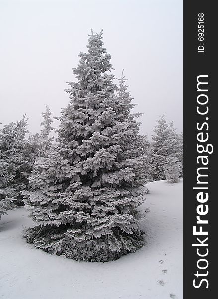 Frozen spruce in winter season