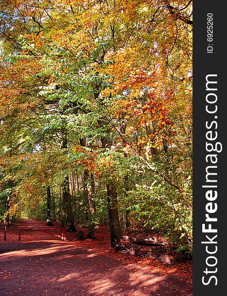 Beech forest in autumn with red fence and logs in front