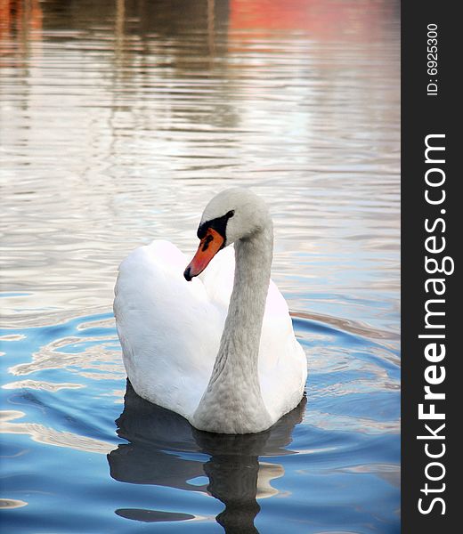 The beautiful Polish swan on the pond