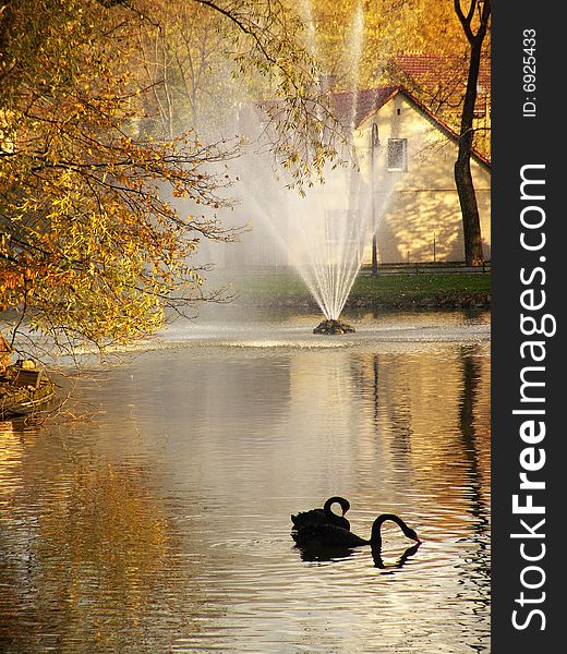 The beautiful Polish swan on the pond