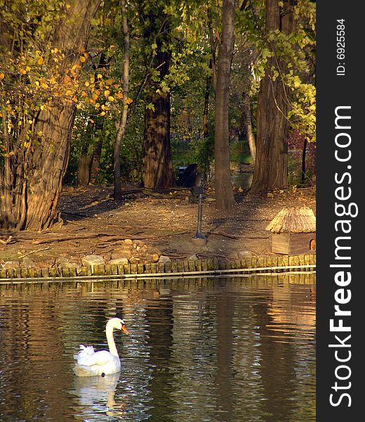 The beautiful Polish swan on the pond
