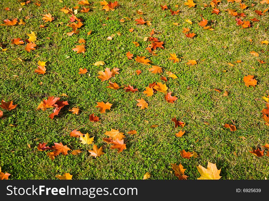 Landscape, Color paints of autumn