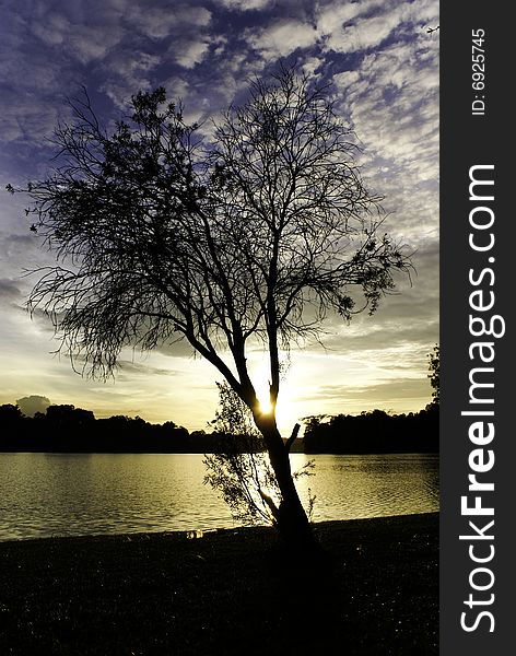 Silhouette of a barren tree against blue sky and sunset during dusk. Silhouette of a barren tree against blue sky and sunset during dusk.