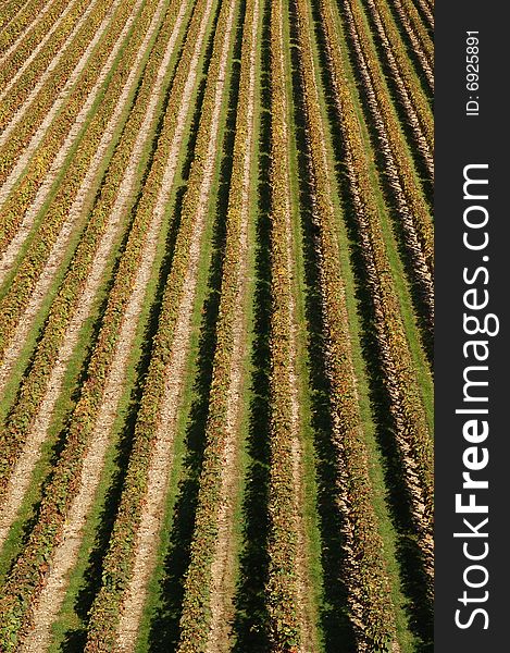 Aerial view of a vineyard making a pattern. Aerial view of a vineyard making a pattern