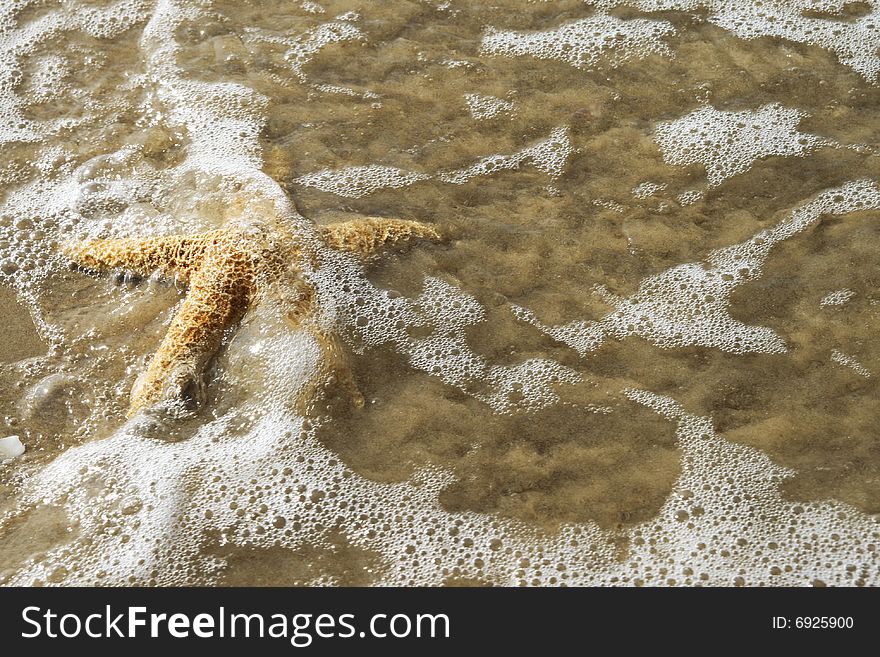 In sea waves a coral star, Israel. In sea waves a coral star, Israel