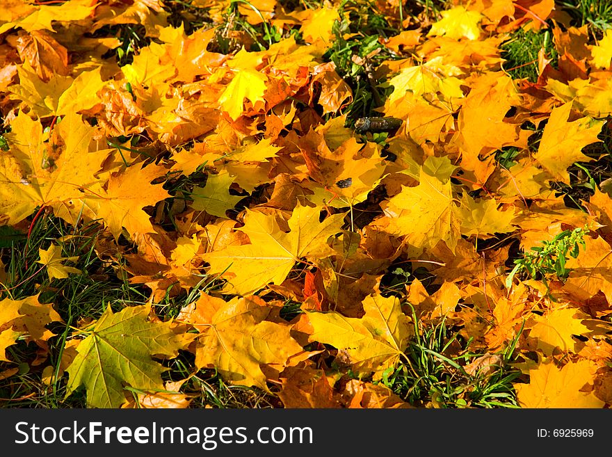 Landscape, Color paints of autumn