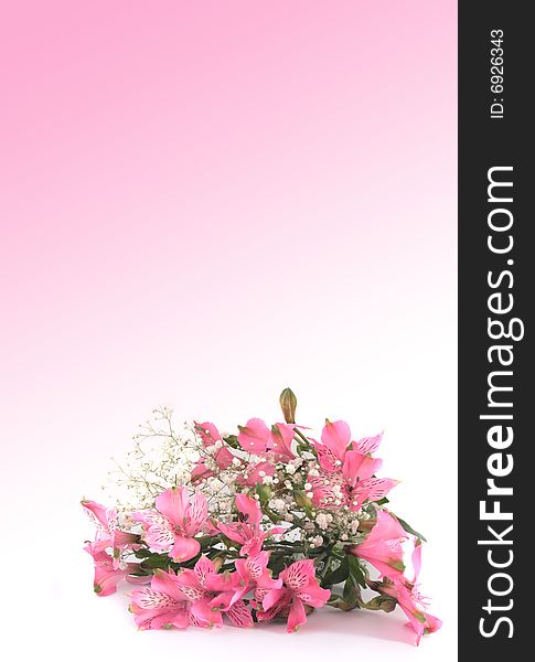 Bouquet from lilies on a pink background.