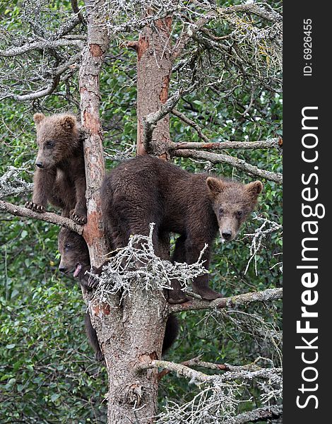 3 Grizzly cubs in Tree, Katmai National Park, Alaska. 3 Grizzly cubs in Tree, Katmai National Park, Alaska