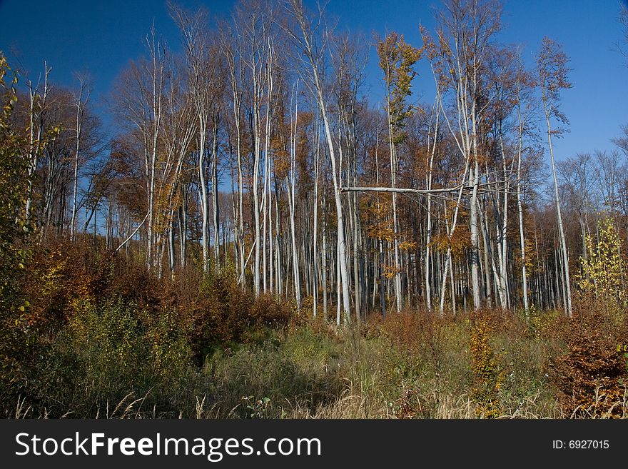Beech forest during autumn peroid
