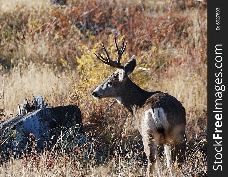 Big mule deer buck in fall close up. Big mule deer buck in fall close up