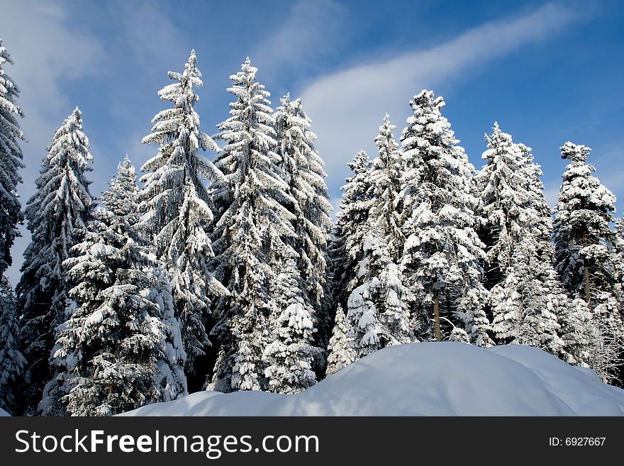 Evergreen trees covered by fresh snow landscape. Evergreen trees covered by fresh snow landscape