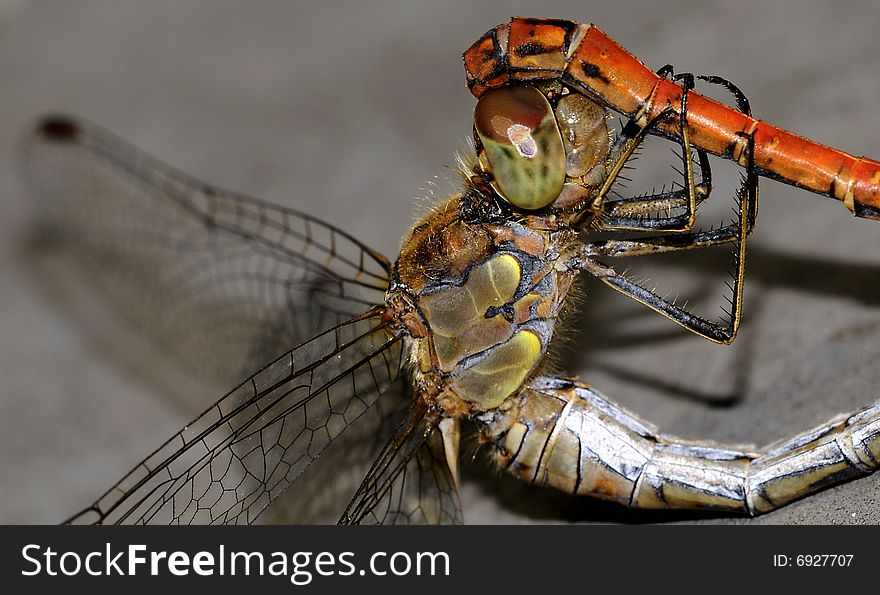 A dragonfly macro picture wings and head detail