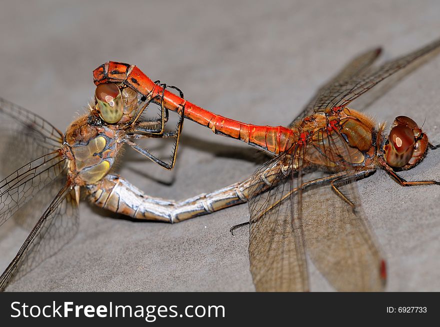 A dragonfly macro picture wings and head detail