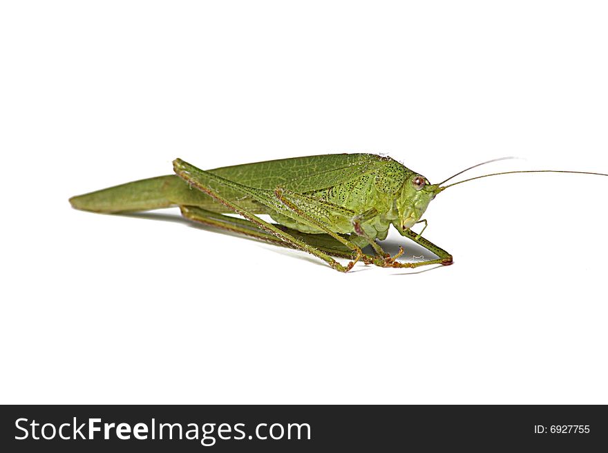 Macro photo of Locust on white Background