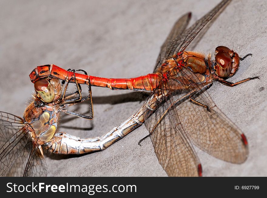 A dragonfly macro picture wings and head detail