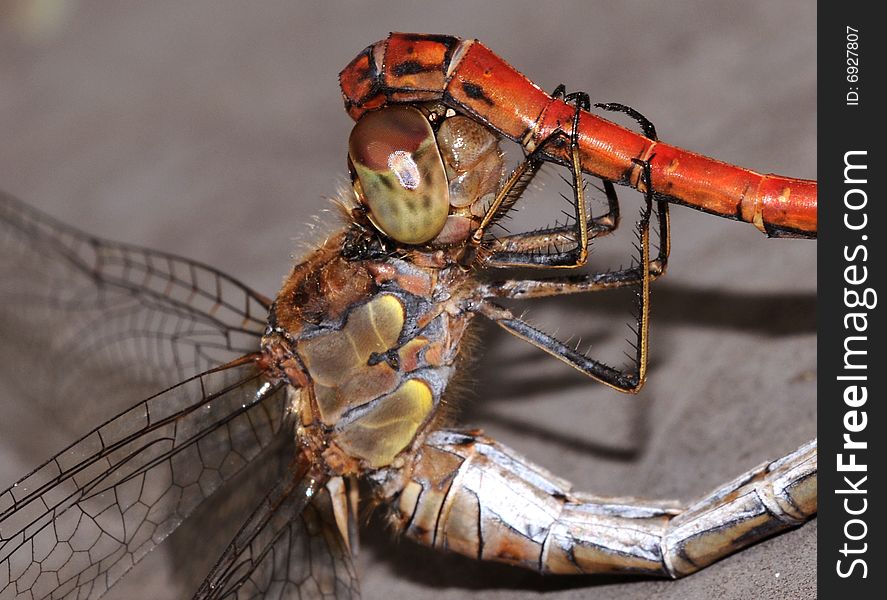 A dragonfly macro picture wings and head detail