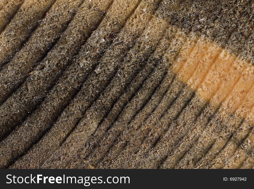 Close up of section of tree rings of one hundred year old tree
