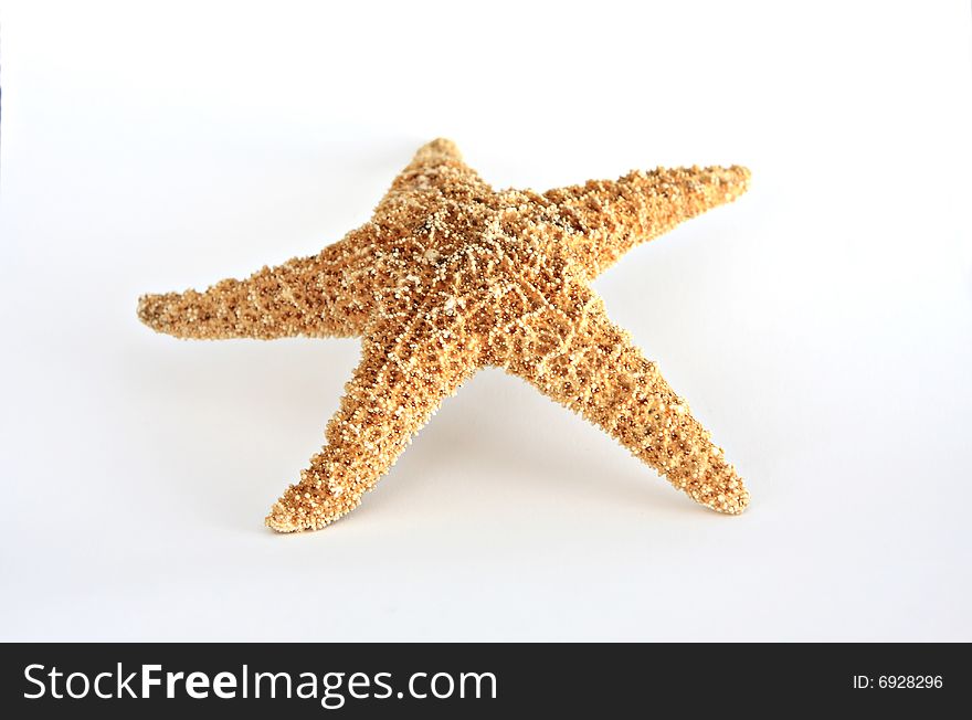 A scene of a starfish on a white background