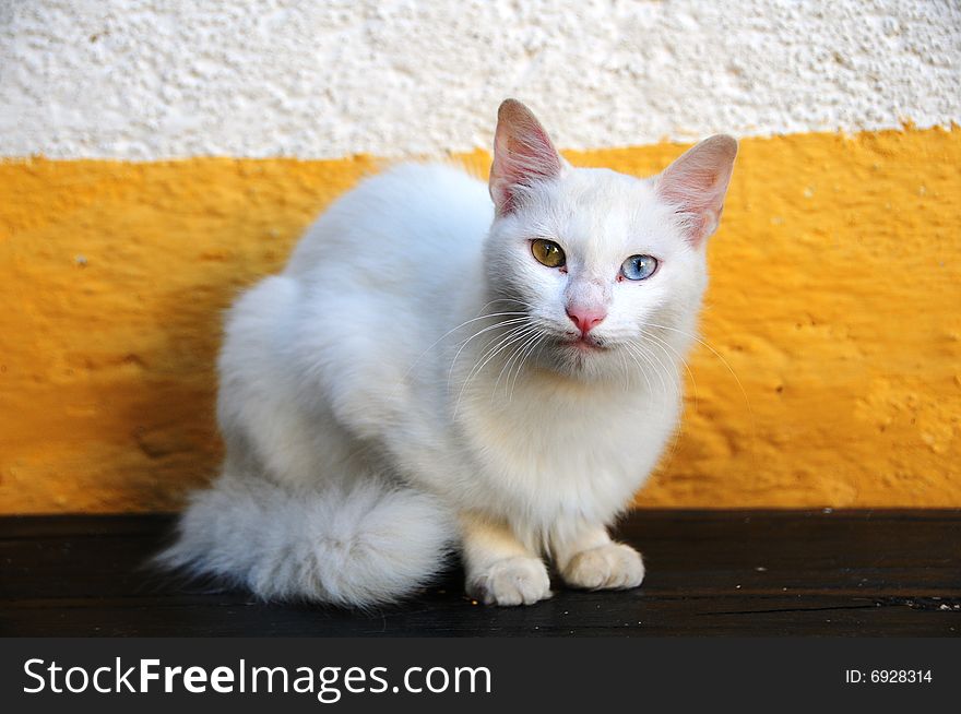 White Multi Coloured Eye Cat